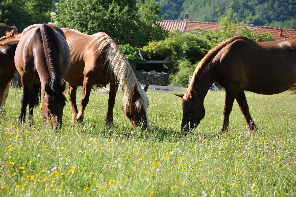 Agriturismo B&B Luna Di Quarazzana In Fivizzano Tuscany Exteriör bild